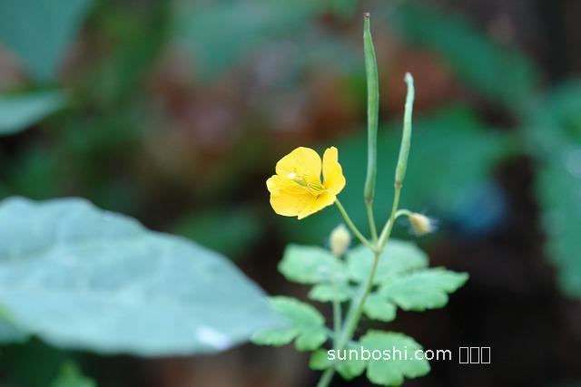 純菜的功效與作用-純菜籽油的功效與作用