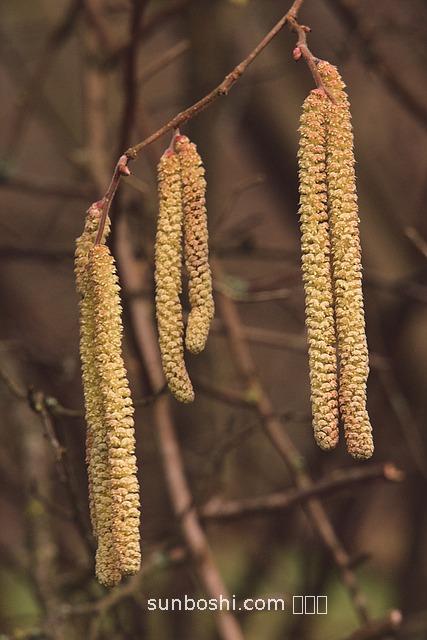 榛子粉的功效與作用