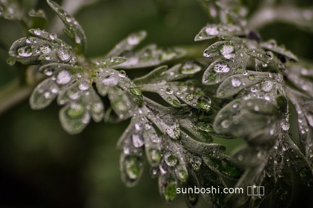 艾蒿水的功效與作用-常喝艾蒿水的作用與功效-用艾蒿水洗頭的功效與作用
