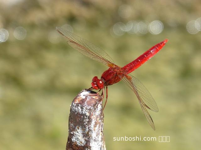 紅珊瑚佩戴功效與作用