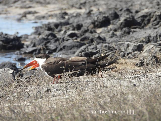 刺猬油的功效與作用