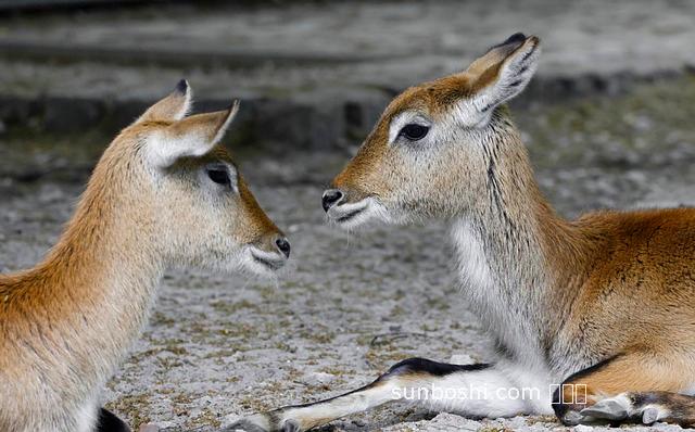 南紅功效與作用及禁忌-佩戴南紅的功效與作用-戰(zhàn)國(guó)南紅的功效與作用