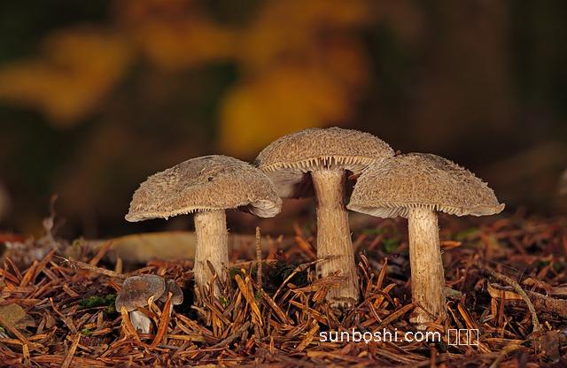 野生松針的功效與作用