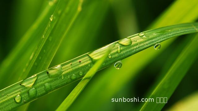 青草皮的功效與作用