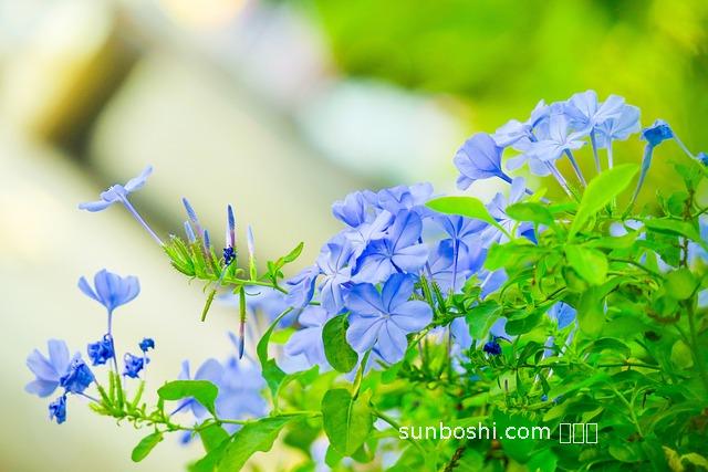 花青丹的功效與作用