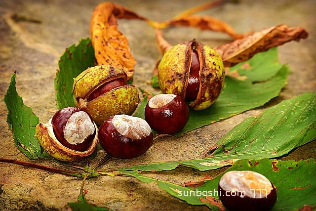 板栗外殼的功效與作用