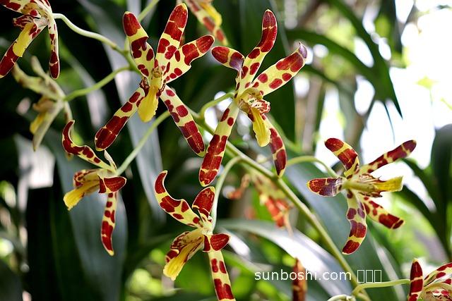 老虎菌的功效與作用