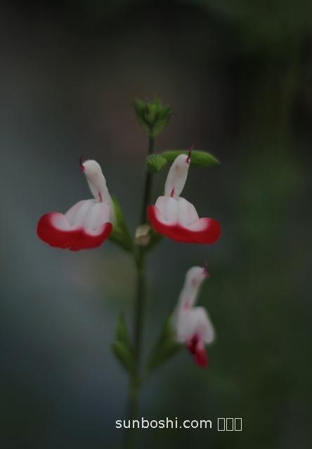 丹參的美容功效與作用