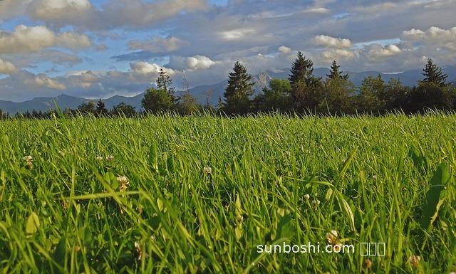 鮮羅勒的功效與作用-新鮮羅勒功效與作用
