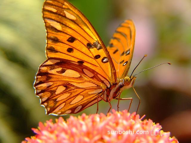 銀香草的功效與作用-銀香草的藥用功效與作用