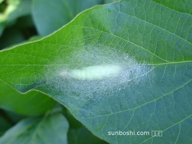 綠大豆的功效與作用