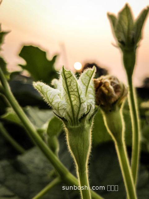 南瓜梗的功效與作用-霜后南瓜梗功效與作用