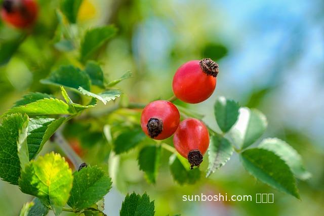 刺母果的作用與功效-東北刺母果功效與作用