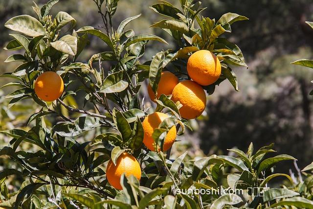 橙子蜂蜜水功效與作用