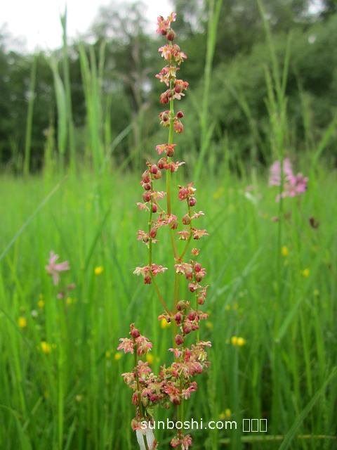 紅酸草的作用與功效