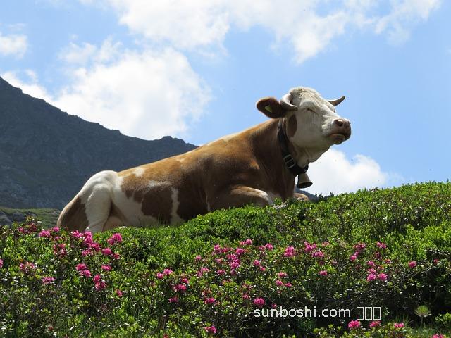 吊牛草的功效與作用