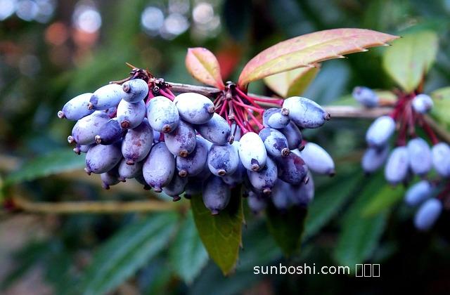 沙棘果葉的功效與作用