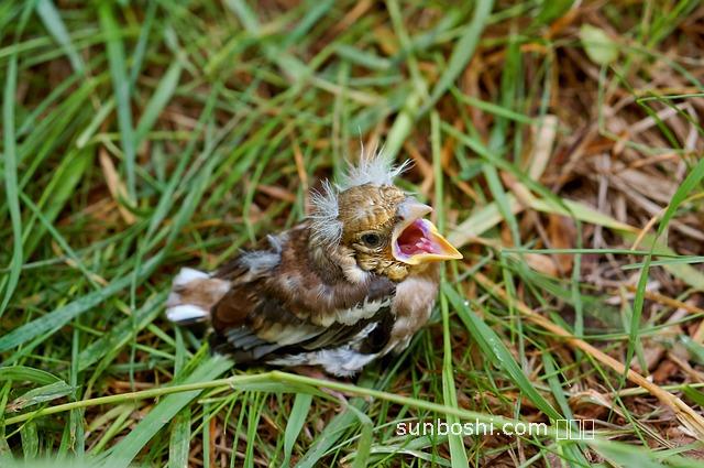 白署葉的功效與作用