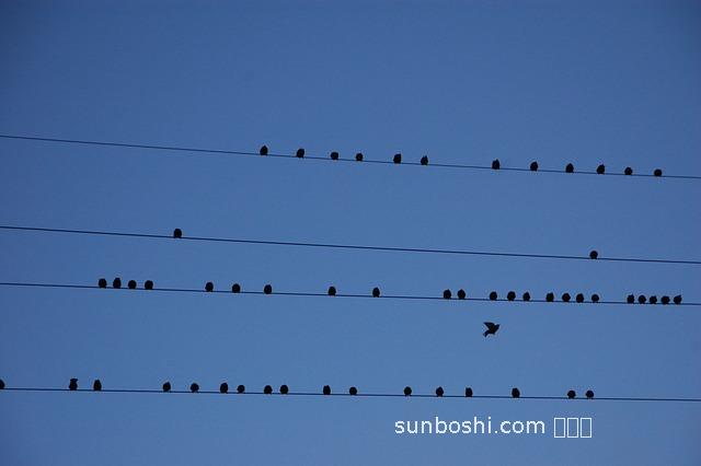 隔三撬的功效與作用