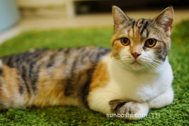 劉寄奴的功效與作用及禁忌-南劉寄奴的功效與作用-劉寄奴的作用與功效配方