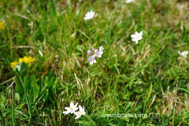 馬濕菜的功效與作用