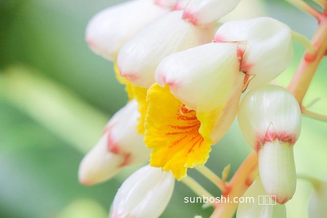 山姜煲雞的功效與作用