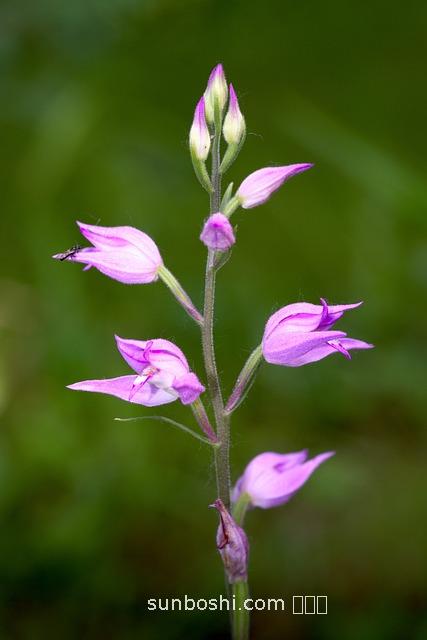 參蘆頭的功效與作用-紅參蘆頭的功效與作用-白參蘆頭功效與作用