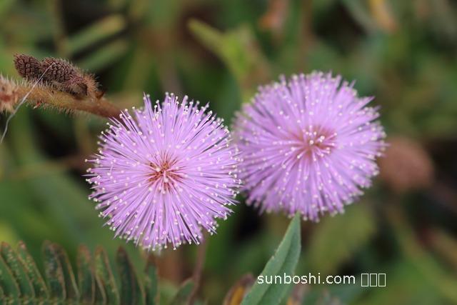 紫蓮花白的功效與作用