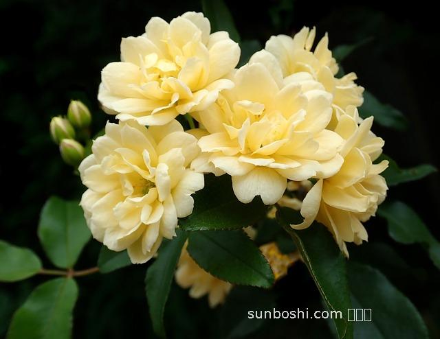 龍眼樹葉的功效與作用-龍眼樹葉干的功效與作用