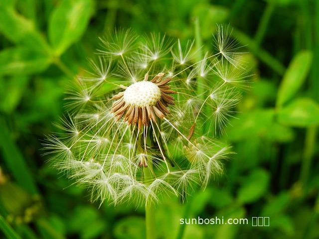 謝村黃酒的功效與作用