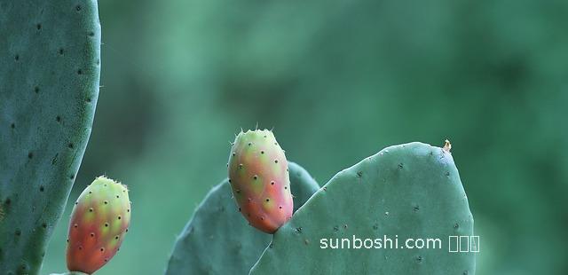刺梨對腎的功效與作用