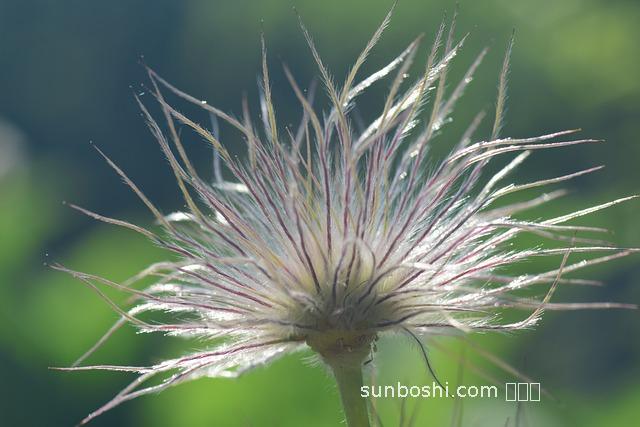 白頭翁草藥功效與作用