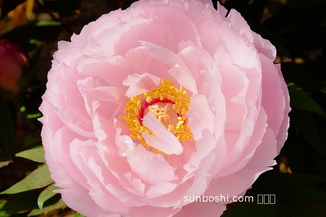 牡丹花粉的功效與作用