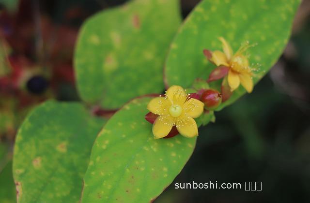 英桃酒的功效與作用