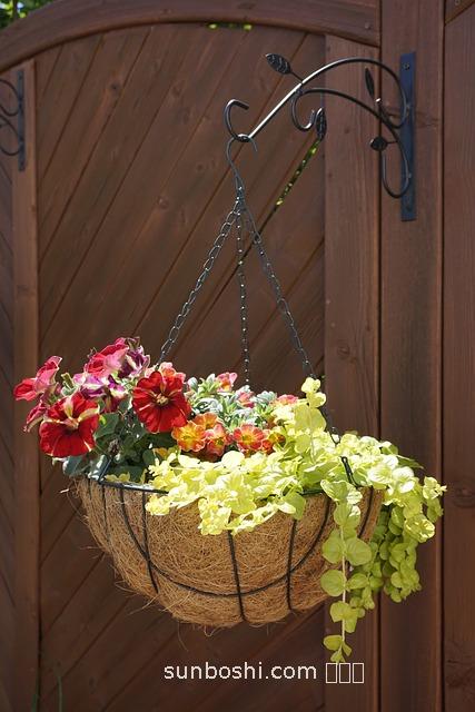 燈龍花的功效與作用