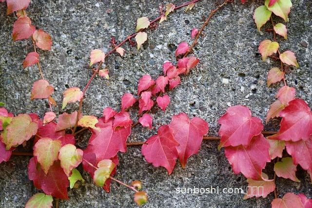 二仙膏什么功效與作用