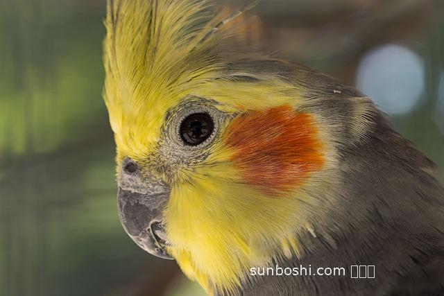 玄狗膠囊的功效與作用