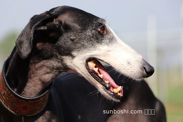 平靈液的功效與作用