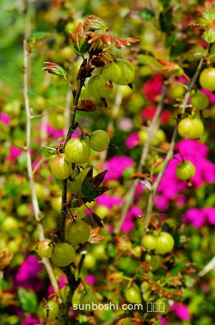 各種果醋的功效與作用