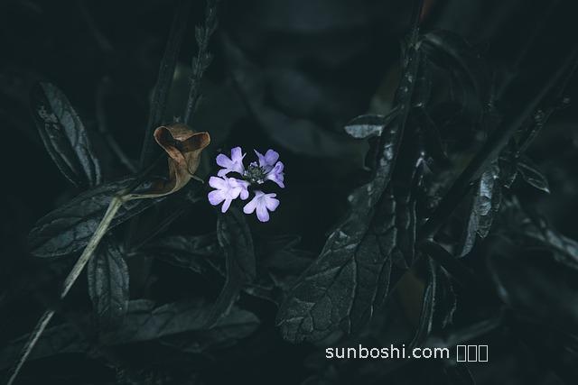 陰沉的藥用功效與作用