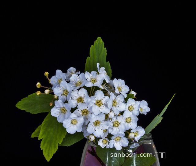 芝枝花的功效與作用