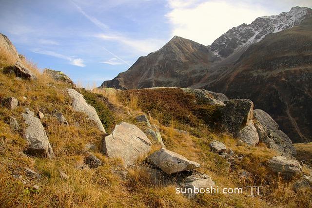 爬齒草的功效與作用