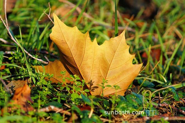 葉下草的功效與作用