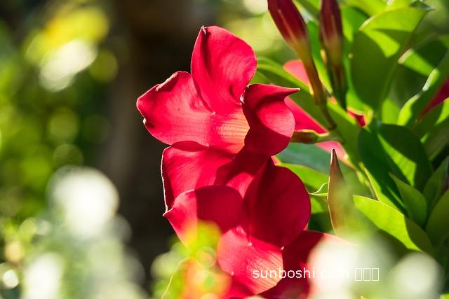 蟬花的功效與作用價格-蟬花粉的功效與作用-蟬花蟲草粉功效與作用