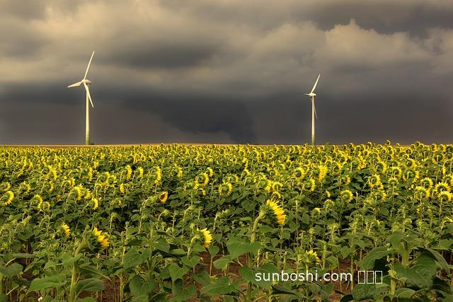 扭序花茶的功效與作用