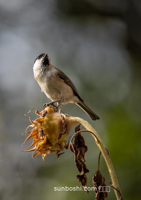 通血藤的功效與作用