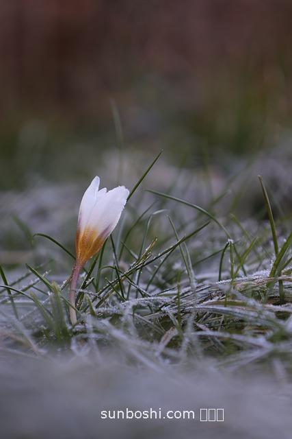 番白草的功效與作用