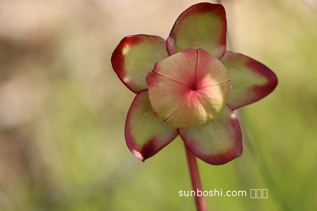 馬食菜的功效與作用-干馬食菜的功效與作用