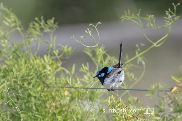 雄陽片的作用與功效