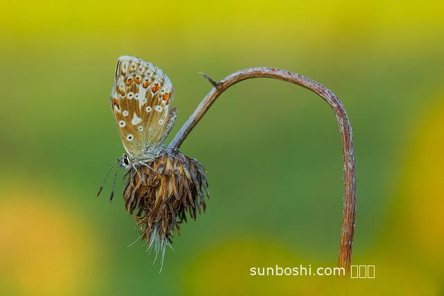 阿焦的功效與作用吃法
